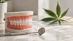 Dental teaching model and examination mirror beside a cannabis leaf, illustrating the topic of cannabis and gum health.