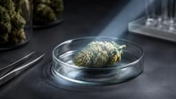 Conceptual laboratory still life of cannabis flower in a glass dish under cool light