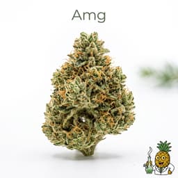 Amg bud