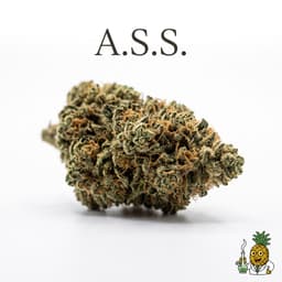 A.S.S. bud