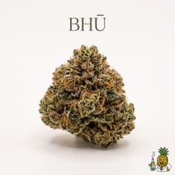 BHŪ bud