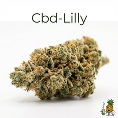 CBD Lilly
