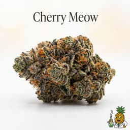 Cherry Meow bud