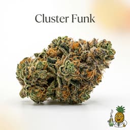 Cluster Funk bud
