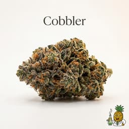 Cobbler bud