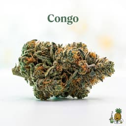 Congo bud