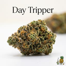 Day Tripper bud