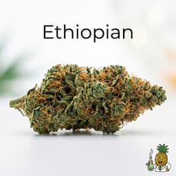 Ethiopian bud