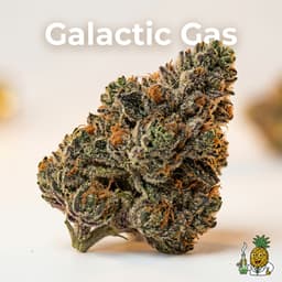 Galactic Gas bud