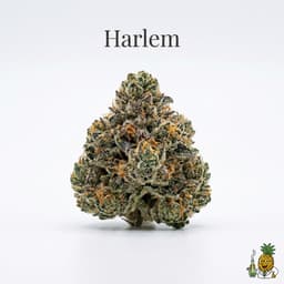 Harlem bud