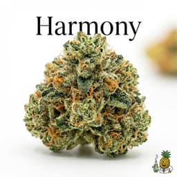 Harmony bud
