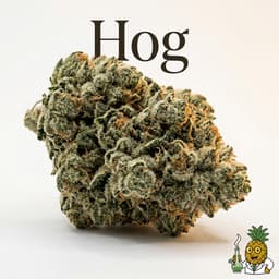 Hog cannabis strain