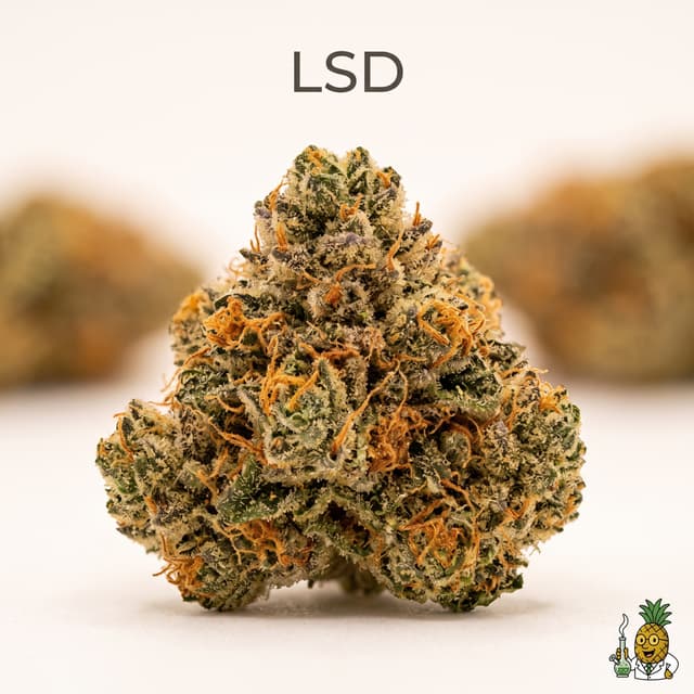 LSD cannabis strain