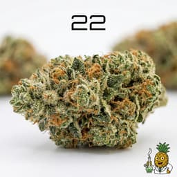 22 bud