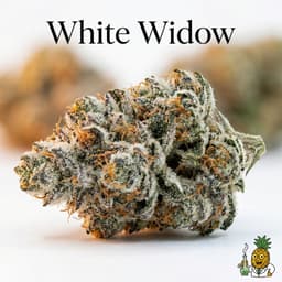White Widow cannabis strain
