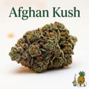 Afghan Kush cannabis strain
