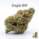 Eagle Bill cannabis strain