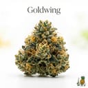 Goldwing cannabis strain