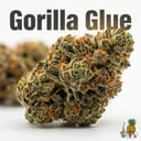 Gorilla Glue cannabis strain