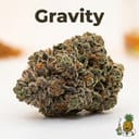 Gravity cannabis strain