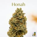 Honah cannabis strain