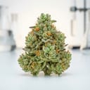 rene cannabis strain