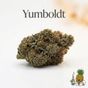 Yumboldt cannabis strain