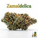 Zamaldelica cannabis strain