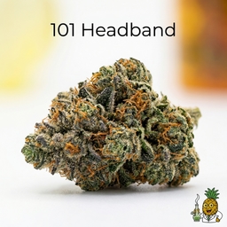 101 Headband cannabis strain