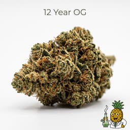 12 Year OG cannabis strain