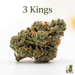 3 Kings cannabis strain