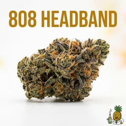 808 Headband cannabis strain