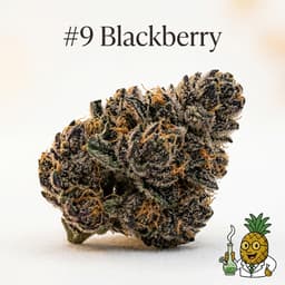 #9 Blackberry cannabis strain