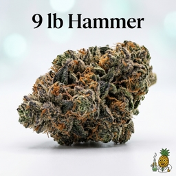 9 lb Hammer cannabis strain