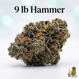 9 lb Hammer cannabis strain