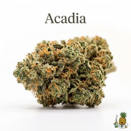 Acadia cannabis strain