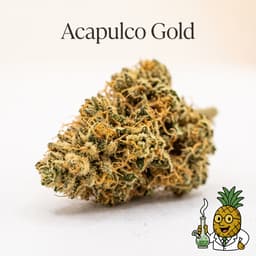 Acapulco Gold cannabis strain