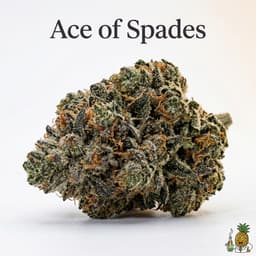 Ace of Spades cannabis strain