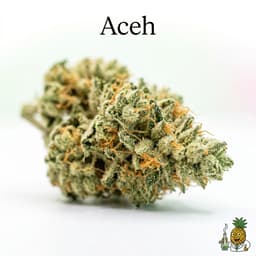 Aceh cannabis strain
