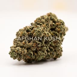 Afghan Kush cannabis strain