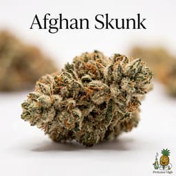 Afghan Skunk cannabis strain