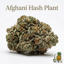 Afghani Hash Plant cannabis strain