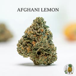 Afghani Lemon cannabis strain