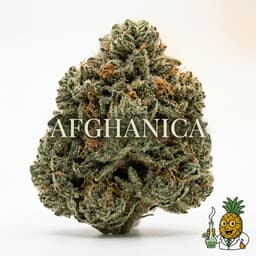 Afghanica cannabis strain