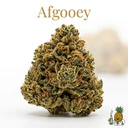 Afgooey cannabis strain