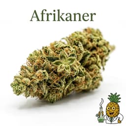 Afrikaner cannabis strain