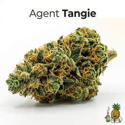 Agent Tangie cannabis strain