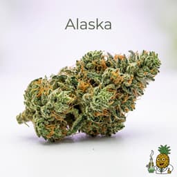 Alaska cannabis strain