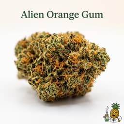 Alien Orange Gum cannabis strain