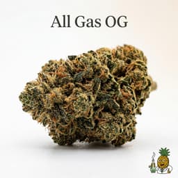 All Gas OG cannabis strain